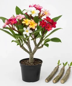 Set of 3 Mixed Plumeria Cuttings - Tropical Frangipani Live Plant for Outdoor Garden - Image 1