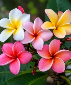 Set of 3 Mixed Plumeria Cuttings - Tropical Frangipani Live Plant for Outdoor Garden - Image 6