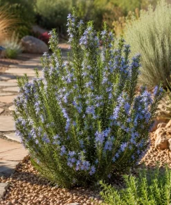 Set of 3 Rosemary Live Plants, 4-6 Inch Tall Starter Plants, Fragrant Culinary Herb for Indoor Outdoor Garden - Image 2