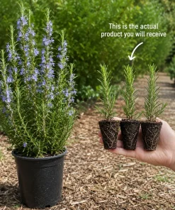 Set of 3 Rosemary Live Plants, 4-6 Inch Tall Starter Plants, Fragrant Culinary Herb for Indoor Outdoor Garden - Image 3