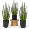 Set of 3 Rosemary Live Plants, 4-6 Inch Tall Starter Plants, Fragrant Culinary Herb for Indoor Outdoor Garden - Image 1