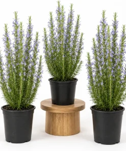Set of 3 Rosemary Live Plants, 4-6 Inch Tall Starter Plants, Fragrant Culinary Herb for Indoor Outdoor Garden - Image 1