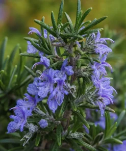 Set of 3 Rosemary Live Plants, 4-6 Inch Tall Starter Plants, Fragrant Culinary Herb for Indoor Outdoor Garden - Image 4