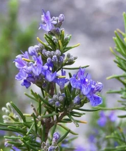 Set of 3 Tuscan Blue Rosemary Live Plants for Garden, 4-6 Inch Tall - Image 2