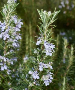Set of 3 Tuscan Blue Rosemary Live Plants for Garden, 4-6 Inch Tall - Image 3