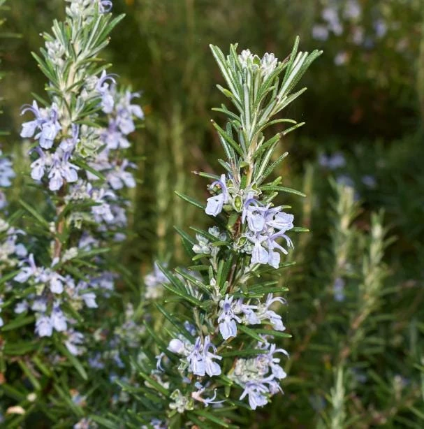 Set of 3 Tuscan Blue Rosemary Live Plants for Garden, 4-6 Inch Tall - Image 3