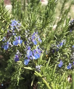 Set of 3 Tuscan Blue Rosemary Live Plants for Garden, 4-6 Inch Tall - Image 4