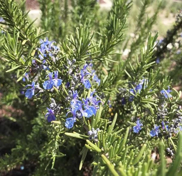 Set of 3 Tuscan Blue Rosemary Live Plants for Garden, 4-6 Inch Tall - Image 4