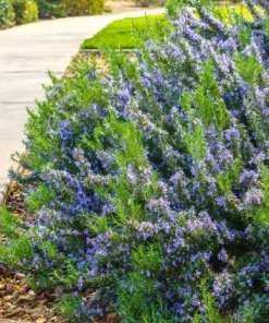 Set of 3 Tuscan Blue Rosemary Live Plants for Garden, 4-6 Inch Tall - Image 5