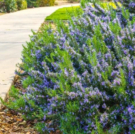 Set of 3 Tuscan Blue Rosemary Live Plants for Garden, 4-6 Inch Tall - Image 5