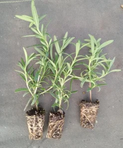 Set of 3 Tuscan Blue Rosemary Live Plants for Garden, 4-6 Inch Tall - Image 6