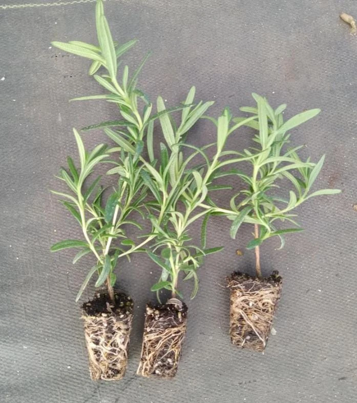 Set of 3 Tuscan Blue Rosemary Live Plants for Garden, 4-6 Inch Tall - Image 6
