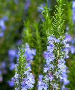 Set of 3 Tuscan Blue Rosemary Live Plants for Garden, 4-6 Inch Tall - Image 1