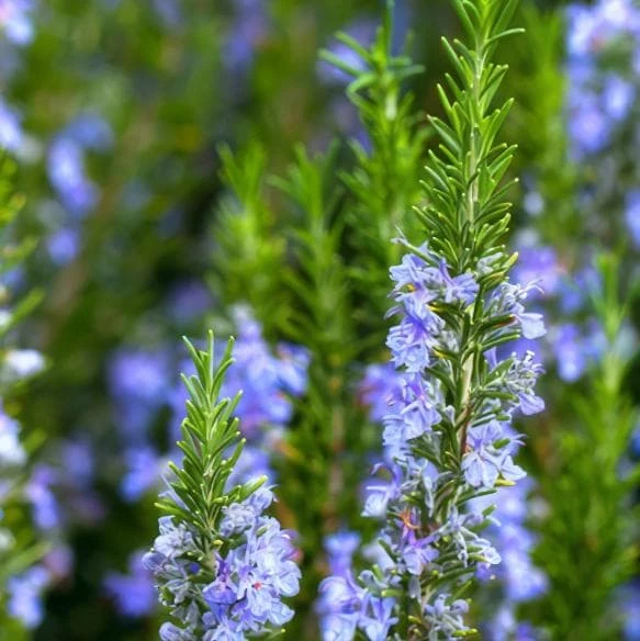 Set of 3 Tuscan Blue Rosemary Live Plants for Garden, 4-6 Inch Tall - Image 1