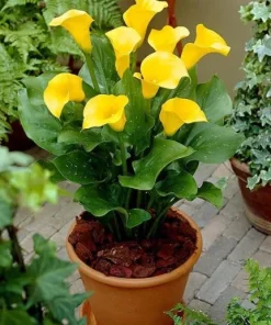 Set of 3 Yellow Calla Lily Bulbs - Bright Blooms for Garden & Pots - Image 2