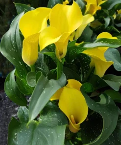 Set of 3 Yellow Calla Lily Bulbs - Bright Blooms for Garden & Pots - Image 3