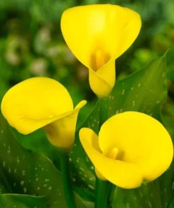Set of 3 Yellow Calla Lily Bulbs - Bright Blooms for Garden & Pots - Image 4