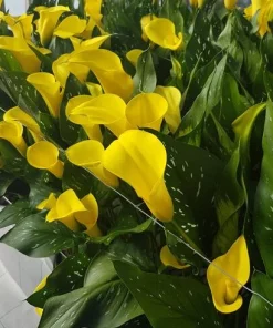 Set of 3 Yellow Calla Lily Bulbs - Bright Blooms for Garden & Pots - Image 5