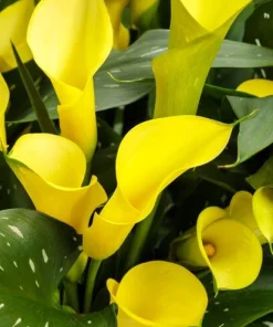 Set of 3 Yellow Calla Lily Bulbs - Bright Blooms for Garden & Pots - Image 6