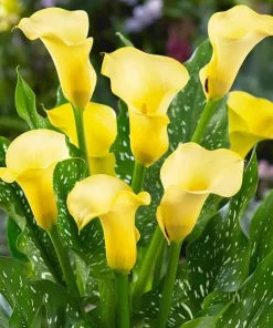 Set of 3 Yellow Calla Lily Bulbs - Bright Blooms for Garden & Pots - Image 7