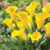 Set of 3 Yellow Calla Lily Bulbs - Bright Blooms for Garden & Pots - Image 1