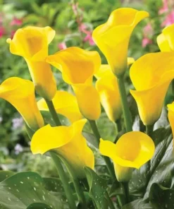 Set of 3 Yellow Calla Lily Bulbs - Bright Blooms for Garden & Pots - Image 1