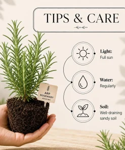 Set of 4 ARP Rosemary Live Plants, 4-7 Inch Herb Starter Plants for Outdoor Growing - Image 3
