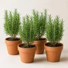 Set of 4 ARP Rosemary Live Plants, 4-7 Inch Herb Starter Plants for Outdoor Growing - Image 1