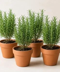 Set of 4 ARP Rosemary Live Plants, 4-7 Inch Herb Starter Plants for Outdoor Growing - Image 1