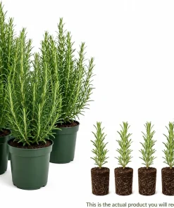 Set of 4 ARP Rosemary Live Plants, 4-7 Inch Herb Starter Plants for Outdoor Growing - Image 4