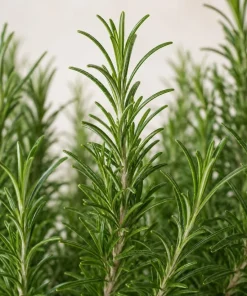 Set of 4 ARP Rosemary Live Plants, 4-7 Inch Herb Starter Plants for Outdoor Growing - Image 5