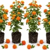 Set of 4 Bright Orange Lantana Live Plants, 4-7 Inches Tall, Trailing, Outdoor - Image 1