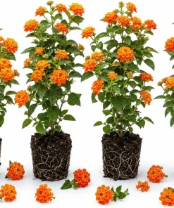 Set of 4 Bright Orange Lantana Live Plants, 4-7 Inches Tall, Trailing, Outdoor - Image 1