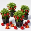 Set of 4 Carolina Reaper Pepper Live Plants, 4-6 Inch Tall Hot Chili Peppers for Planting - Image 1