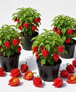 Set of 4 Carolina Reaper Pepper Live Plants, 4-6 Inch Tall Hot Chili Peppers for Planting - Image 1