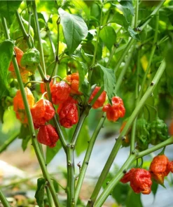 Set of 4 Carolina Reaper Pepper Live Plants, 4-6 Inch Tall Hot Chili Peppers for Planting - Image 4
