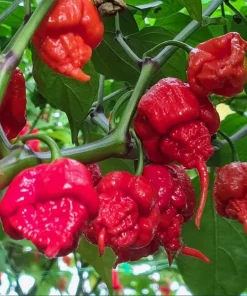 Set of 4 Carolina Reaper Pepper Live Plants, 4-6 Inch Tall Hot Chili Peppers for Planting - Image 5