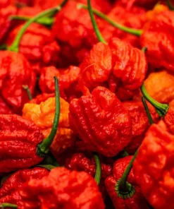 Set of 4 Carolina Reaper Pepper Live Plants - Red Chili Peppers, 4-6 Inch Tall, Outdoor Garden - Image 3