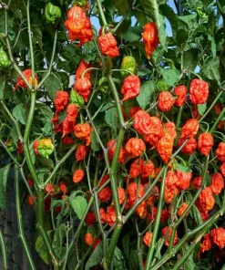 Set of 4 Carolina Reaper Pepper Live Plants - Red Chili Peppers, 4-6 Inch Tall, Outdoor Garden - Image 4