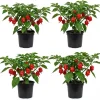 Set of 4 Carolina Reaper Pepper Live Plants - Red Chili Peppers, 4-6 Inch Tall, Outdoor Garden - Image 1