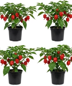 Set of 4 Carolina Reaper Pepper Live Plants - Red Chili Peppers, 4-6 Inch Tall, Outdoor Garden - Image 1