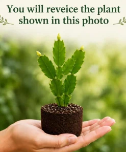 Set of 4 Christmas & Thanksgiving Cactus Live Plants, 4-8 Inch Tall, No Pot - Image 2