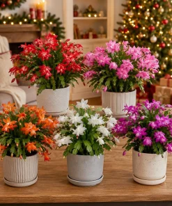 Set of 4 Christmas & Thanksgiving Cactus Live Plants, 4-8 Inch Tall, No Pot - Image 3