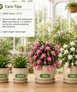 Set of 4 Christmas & Thanksgiving Cactus Live Plants, 4-8 Inch Tall, No Pot - Image 4