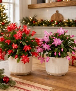 Set of 4 Christmas & Thanksgiving Cactus Live Plants, 4-8 Inch Tall, No Pot - Image 5