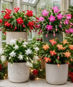 Set of 4 Christmas & Thanksgiving Cactus Live Plants, 4-8 Inch Tall, No Pot - Image 6
