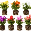 Set of 4 Christmas & Thanksgiving Cactus Live Plants, 4-8 Inch Tall, No Pot - Image 1