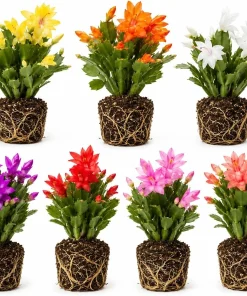 Set of 4 Christmas & Thanksgiving Cactus Live Plants, 4-8 Inch Tall, No Pot - Image 1