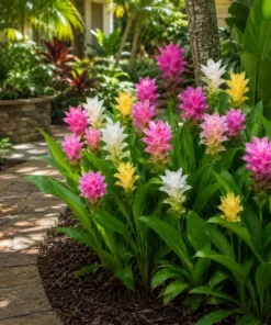 Set of 4 Curcuma Ginger Mix Live Plants, 4-6 Inches Tall, Tropical Flowering - Image 2