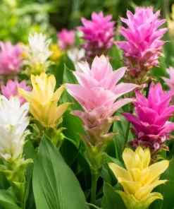 Set of 4 Curcuma Ginger Mix Live Plants, 4-6 Inches Tall, Tropical Flowering - Image 3